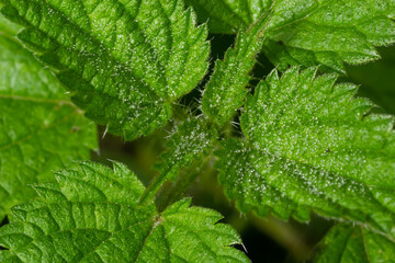 Photo of a plant nettle. Nettle with fluffy green leaves. Background Plant nettle grows in the ground. Plant