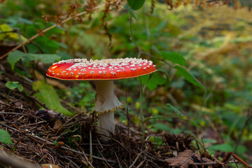 Amanita Muscaria, poisonous mushroom. Photo has been taken in the natural forest background