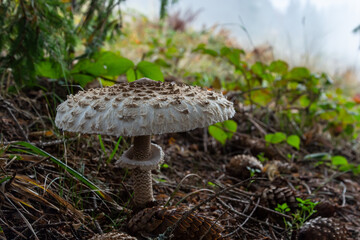 Beautiful parasol mushroom Macrolepiota procera in the forest with sun rays on the background