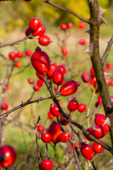 Rosehip berries on the twigs, natural autumn seasonal dark grunge background