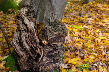 The form of plant disease on the trunk. This proliferation on the main stem has been growing for several years