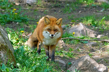 Red fox (Vulpes vulpes)