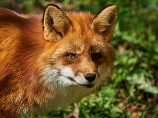 Red fox (Vulpes vulpes)