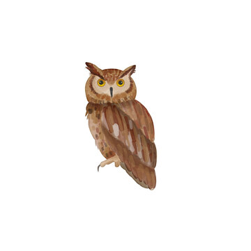 watercolor owl painting clip art, animal wildlife illustration png