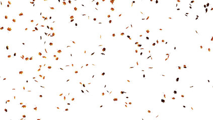Falling leaves on transparent background.