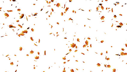 Falling leaves on transparent background.