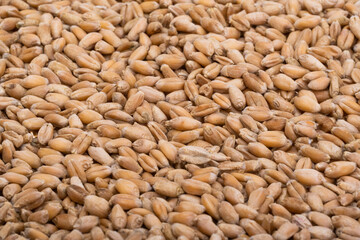 wheat grain harvest close up
