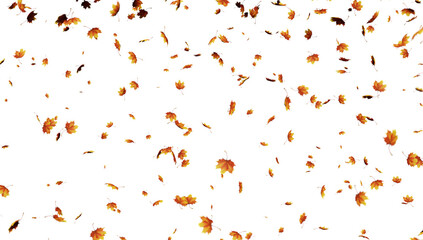 Falling leaves on transparent background.
