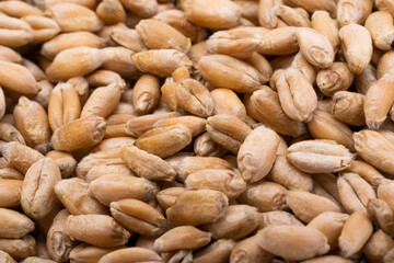 wheat grain harvest close up