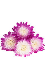 chrysanthemum flower isolated