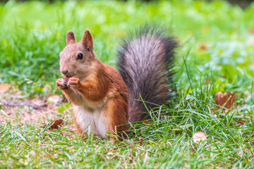 Autumn squirrel with nut sits on green grass with fallen yellow leaves