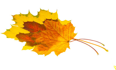 autumn maple leaves isolated