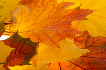 Naklejka na ściany i meble autumn maple leaves isolated