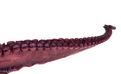 octopus tentacles isolated