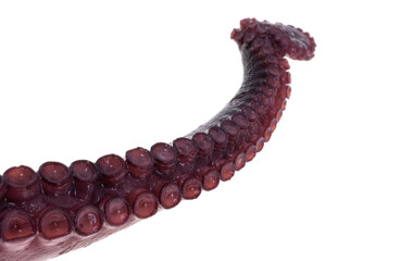 octopus tentacles isolated