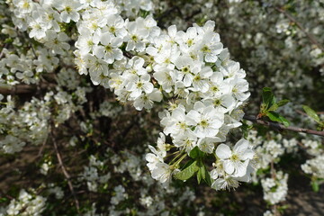 A lot of white flowers of cherry tree in April