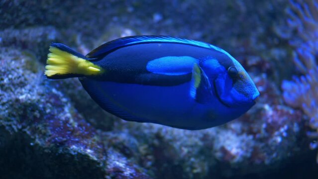 Follow a blue tang surgeonfish swimming along coral reef in slow motion
