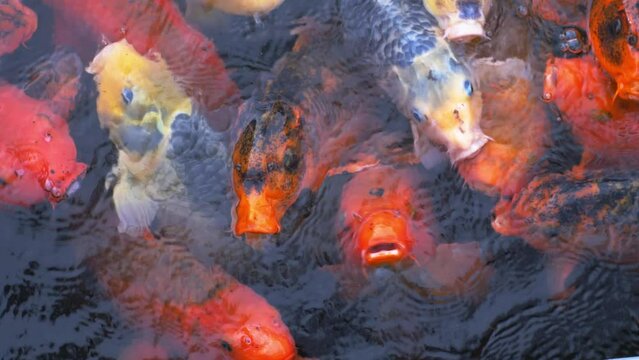Topdown shot of Large Koi fish group fighting for food ,Slow motion