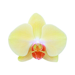 Fototapeta na wymiar yellow orchid flower isolated on white background.