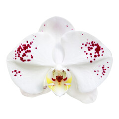 white orchid flower isolated on white background.