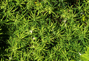 Ornamental plants with thin leaves