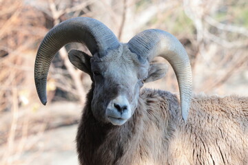 オオツノヒツジ