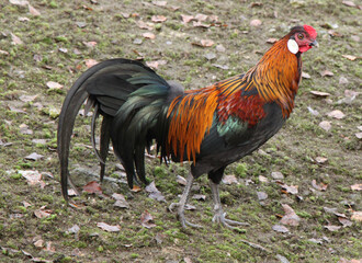 beautiful male rooster cock (side view)