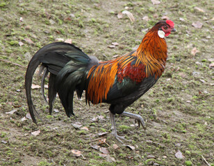 beautiful male rooster cock (side view)