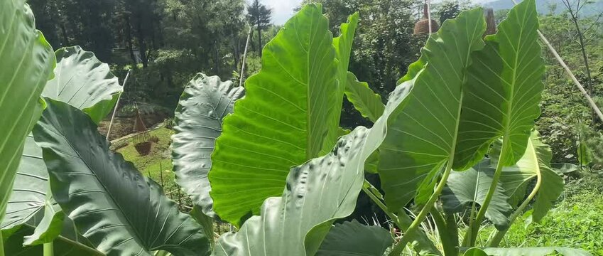 forest taro plants that grow wild among other plants