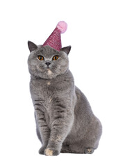 Impressive blue tortie British Shorthair cat, sitting facing front wearing pink party hat. Looking...