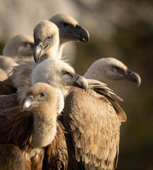 Griffon Vultures in Gorges du Verdon, France