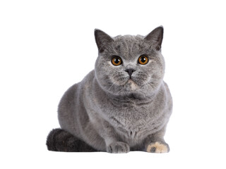Impressive blue tortie British Shorthair cat, laying down facing front. Looking towards camera with amazing orange cutout on transparent background.on white background.