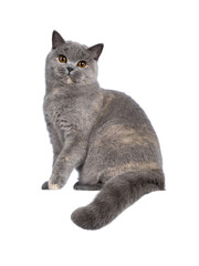 Impressive blue tortie British Shorthair cat, sitting side ways on edge. Looking towards camera with amazing orange eyes. Isolated cutout on transparent background.. Tail hanging down from edge.