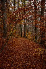 Fototapeta na wymiar Forest path in autumn