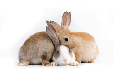 Portrait of group bunny rabbit easter animal isolated on white background.