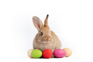 Lovely rabbits with Easter eggs isolated on white background., Easter animal rabbit concept.