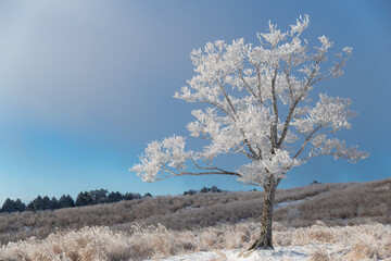 美しい霧氷　冬の景色
