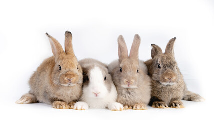Obraz premium Portrait of group bunny rabbit easter animal isolated on white background.