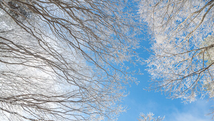 樹氷と青い空