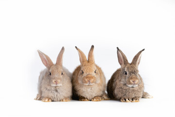 Portrait of group bunny rabbit easter animal isolated on white background.