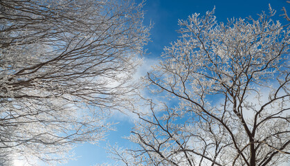 樹氷と青い空