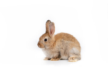 Portrait of bunny rabbit sitting isolated on white background.