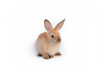 Portrait of bunny rabbit sitting isolated on white background.