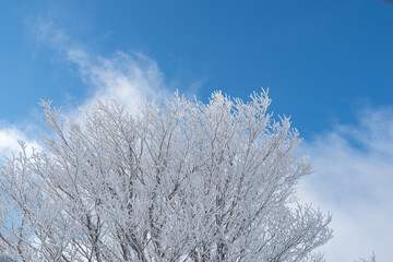 樹氷と青い空