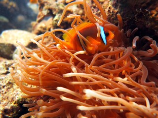 Red Sea colorful Clown fish