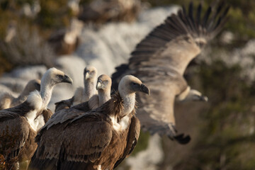 Griffon Vultures in Gorges du Verdon, France