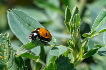 superbe coccinelle posée sur une feuille verte se réchauffant au soleil par une matinée de printemps