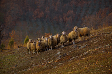 A flock of sheep poses for a photo.