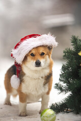 dog wearing santa hat