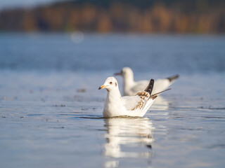 One Seagull, The Black-headed gull, Adult bird in winter plumage, swims on the calm lake shore